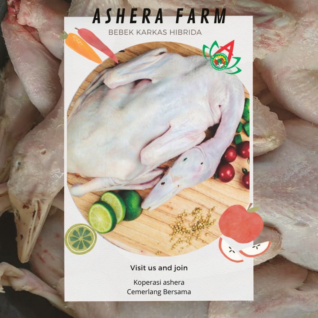 

BEBEK HIBRIDA 1.5 - 2.0 KG PREMIUM GRADE A SUPER FRESH SEGAR HIBRIDA MURAH