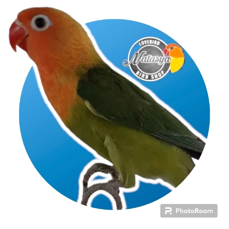LOVEBIRD JOSAN TERMURAH