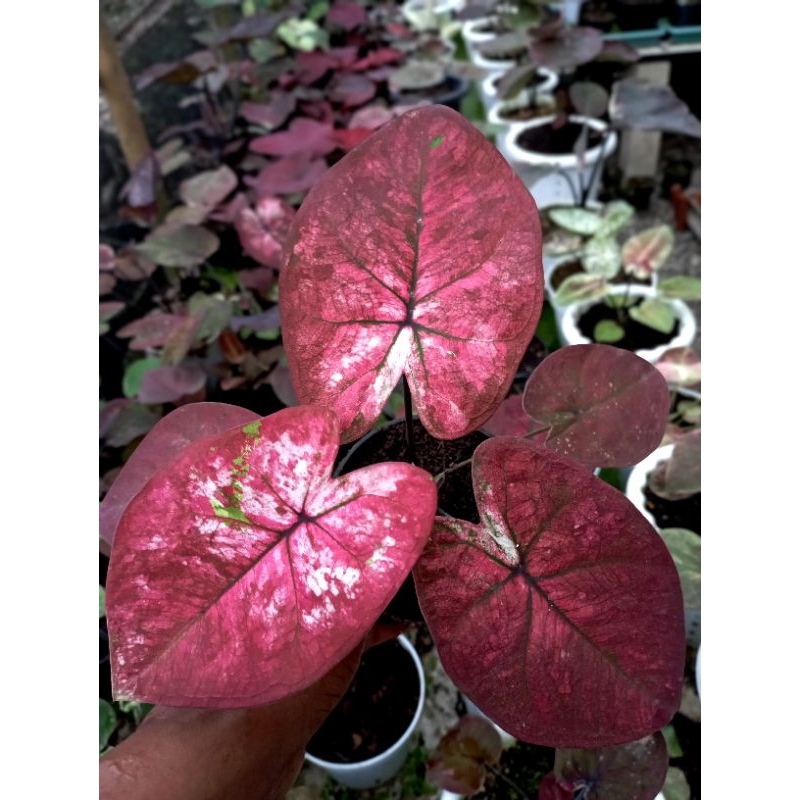 keladi hybrid tanaman keladi hias 40k