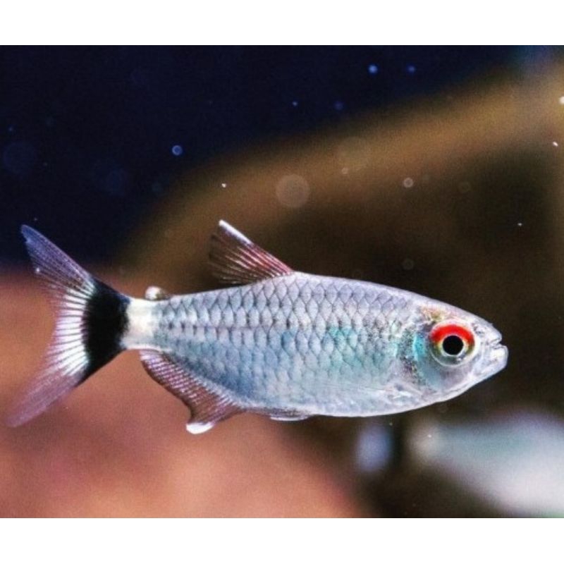 IKAN HIAS MANOSA BALON HIASAN AQUARIUM