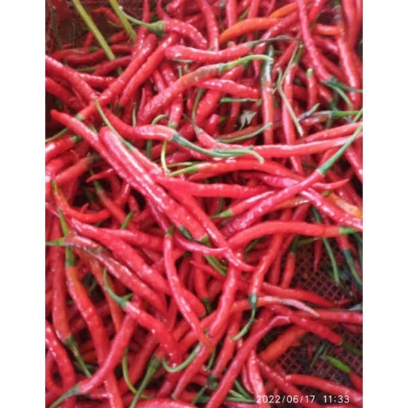 

45 Cabai / Cabe Kriting Merah per KG 0k6rp