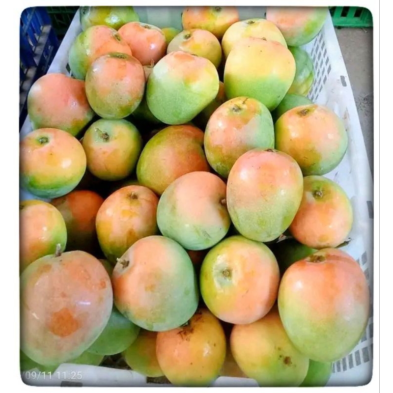 

mangga gincu 1kg/mangga gincu premium 1kg/mangga gincu grade A