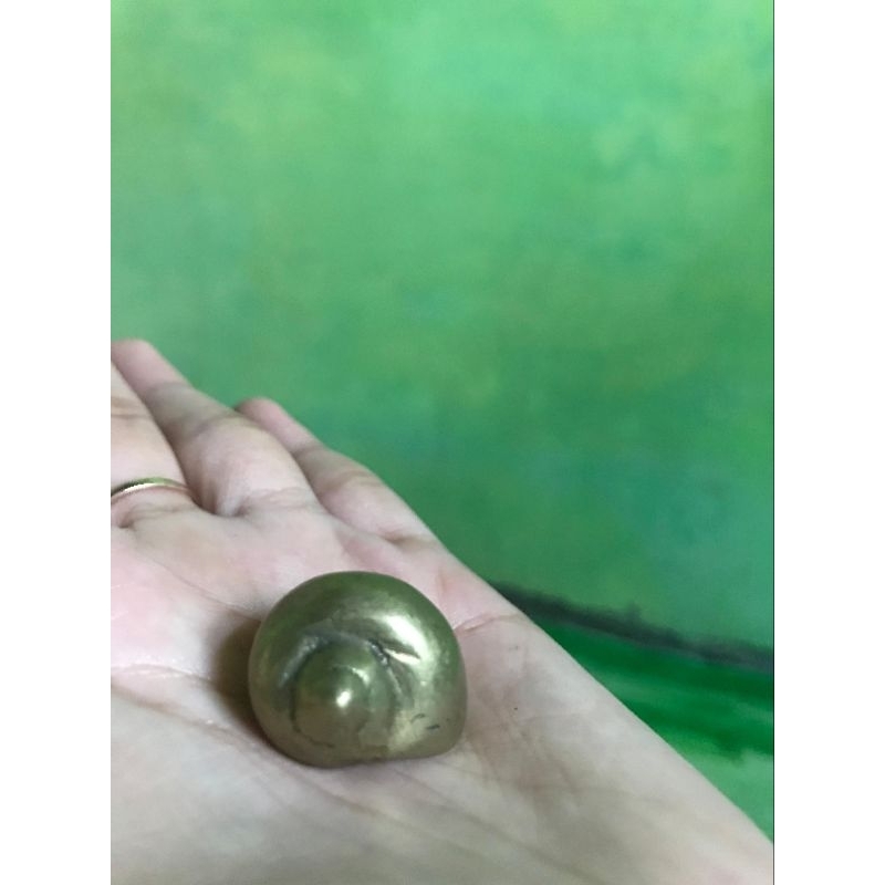 Keong buntet kol buntet kuning sari alam