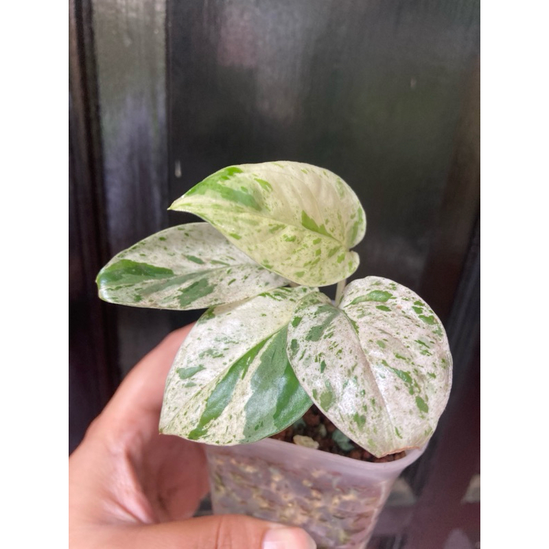 Epipremnum marble variegata ekonomis real pic