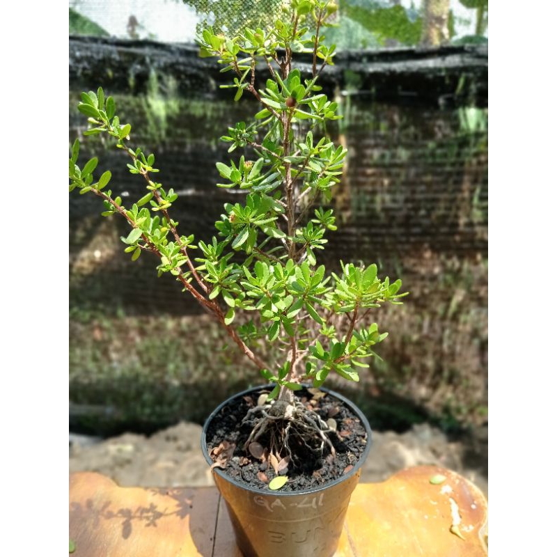 QA-41, BIBIT BONSAI SANTIGI MAWAR SEMAI BIJI