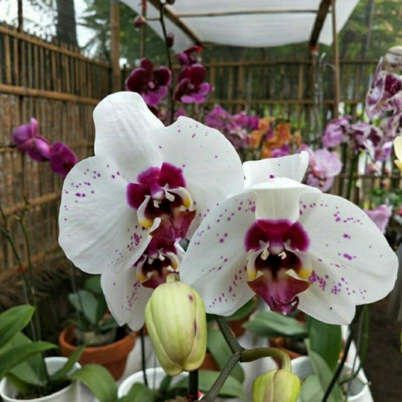 Bunga Hias Hidup Anggrek Bulan / Tanaman Hias Anggrek Bulan / Pohon Anggrek Bulan / Anggrek Bulan