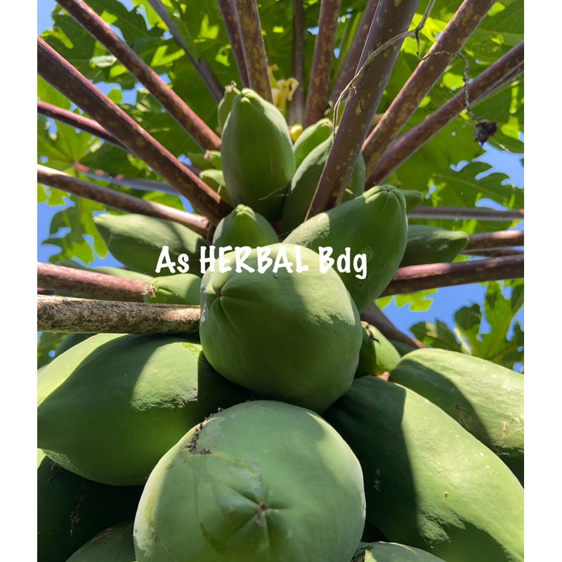

Buah pepaya ungu muda pepaya wulung muda segar 1 kg