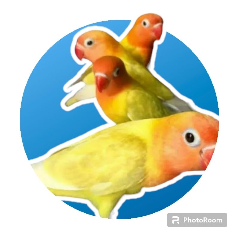 Lovebird Paskun (pastel kuning)