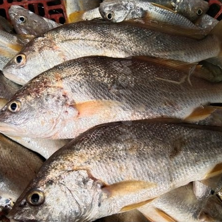 

Ikan Kakap Grit Ikan Kakap Putih Grit Ikan Kakap Putih Segar 1Kg