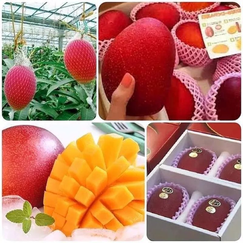 Bibit mangga sultan miyazaki original