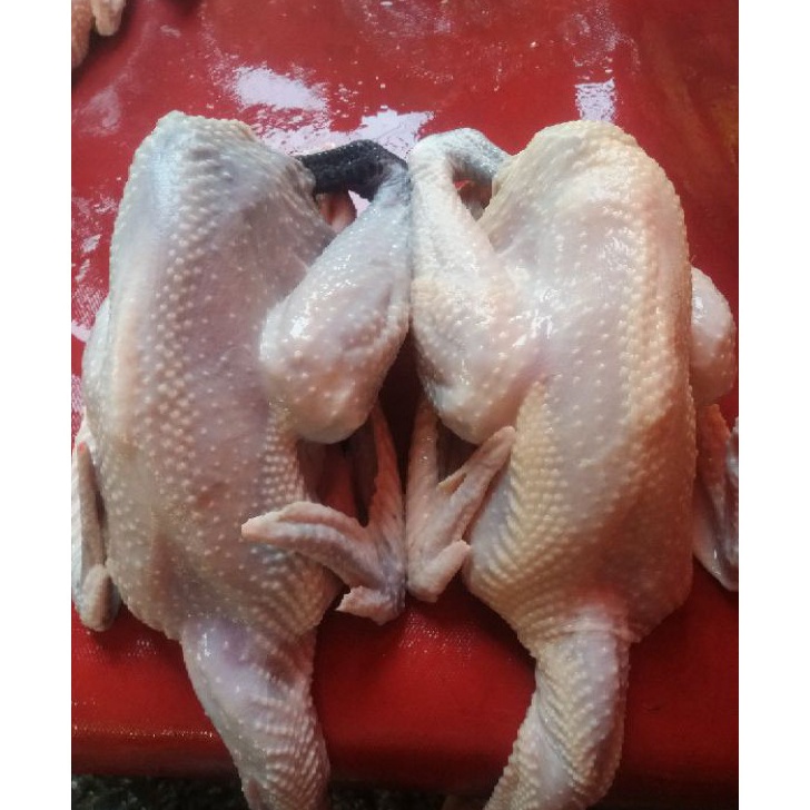 

Bestseller Ayam Kampung Fresh 1100 gr ( Berat Hidup ) ☌➜✥