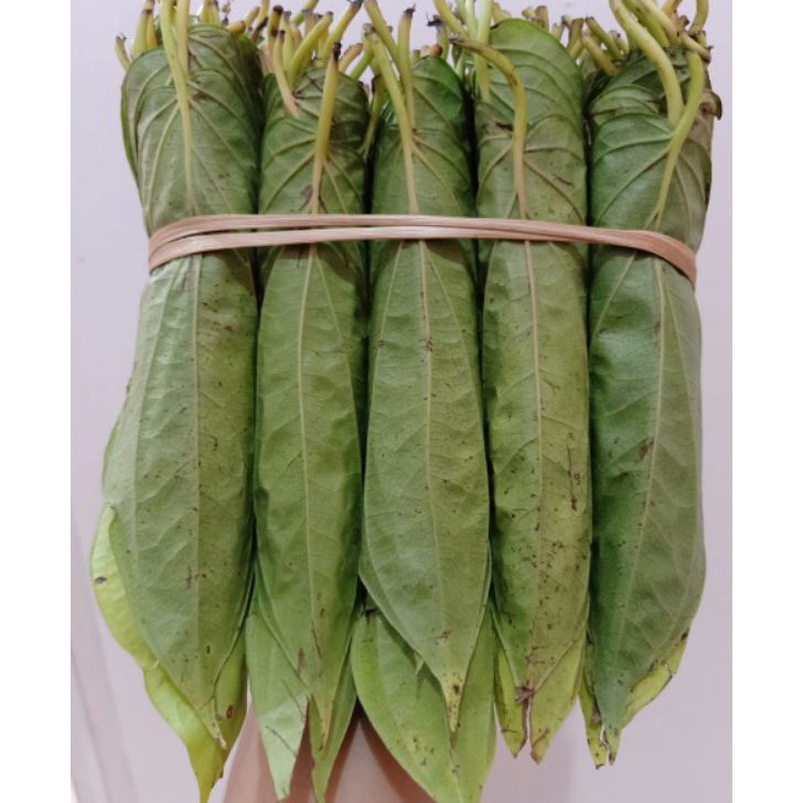 

Produk Daun Sirih Medan Tanah Karo Pasti Murah