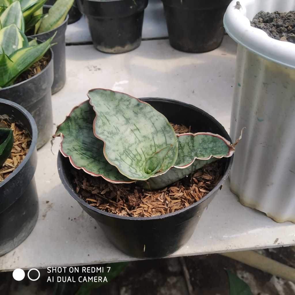 tanaman hias sensivera murah langka sensivera Silver blue