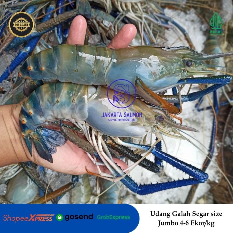 Udang Galah Jumbo/ Udang Galah Segar/ Udang Satang Jumbo/ isi 4-6 ekor Per Kg