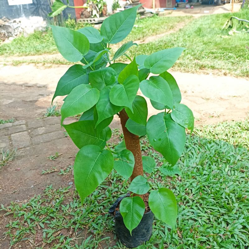 bibit pohon bodhi / bibit bonsai Bodhi / tanaman Bodhi vicus
