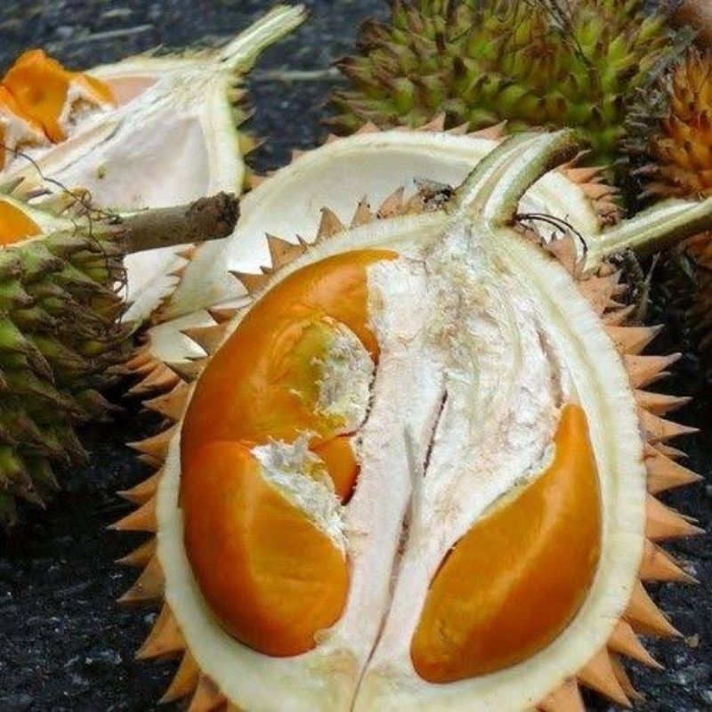 bibit pohon durian super tembaga pendek sudah berbuah