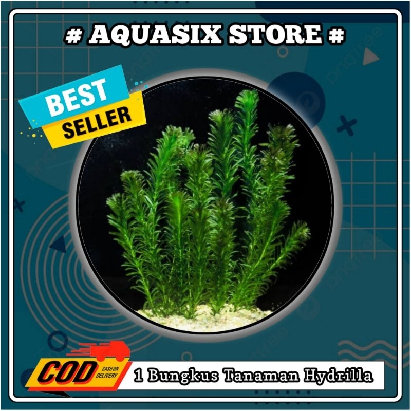 1bungkus TANAMAN AQUASCAPE HYDRILLA VERTICILLATA