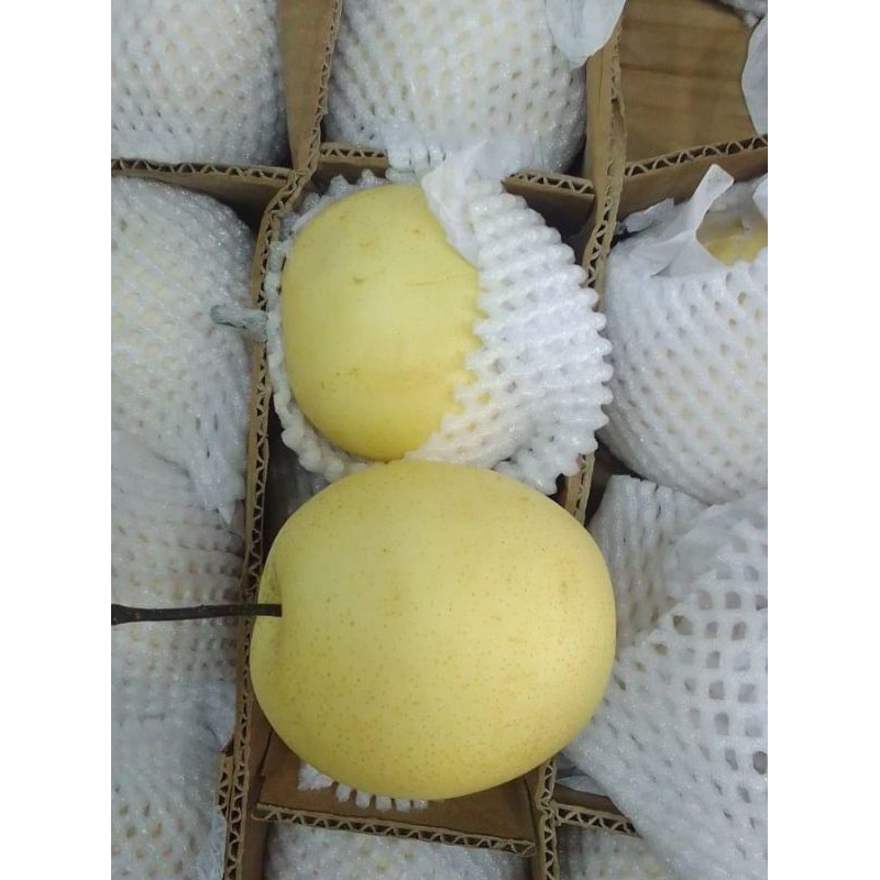 

Buah PIR | Pear Century | Pir senturi 1 kg