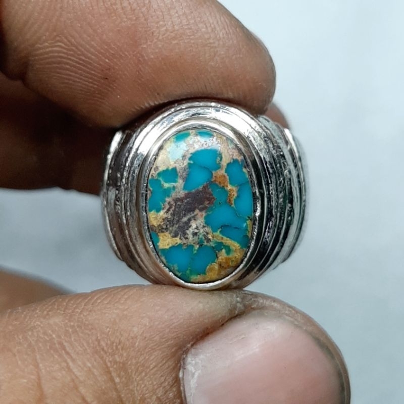 pirus persia mini lawasan