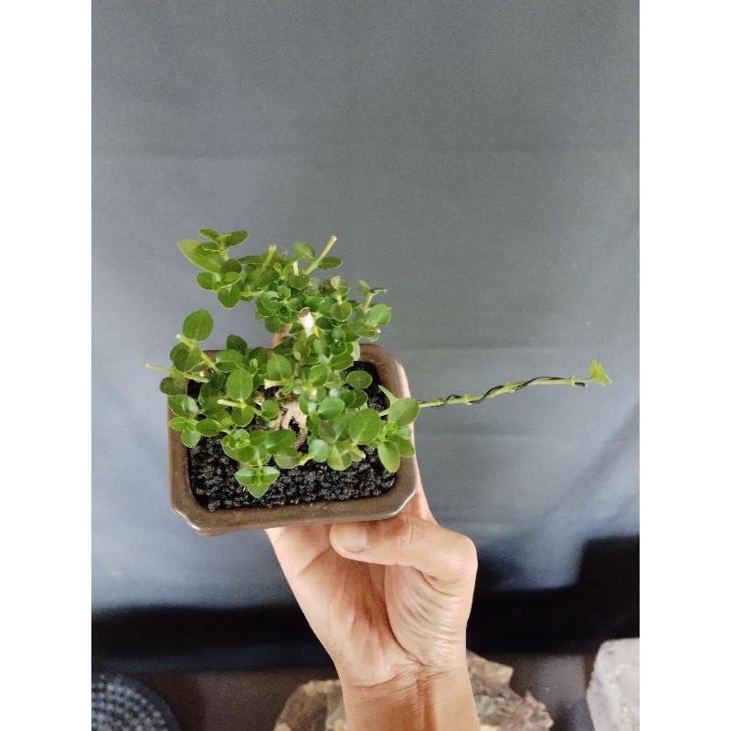 Bonsai Sancang Siap Pajang