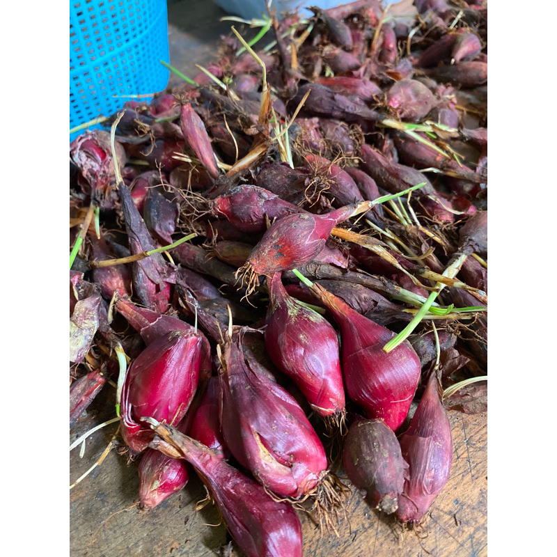 

Bawang Dayak Segar 1kg