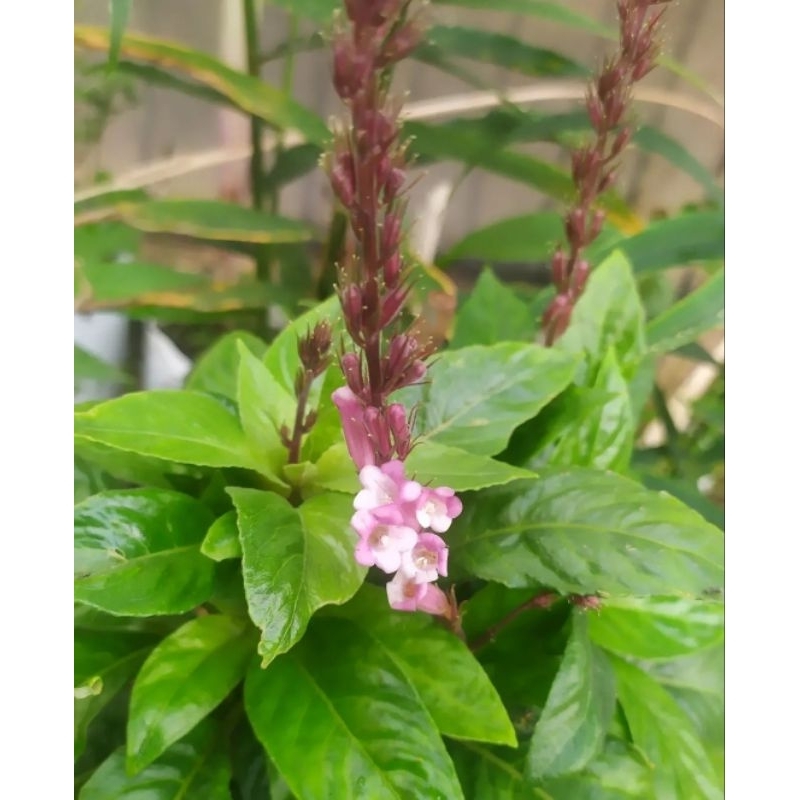 

Daun Reundeu Lalapan Segar 100 Gram