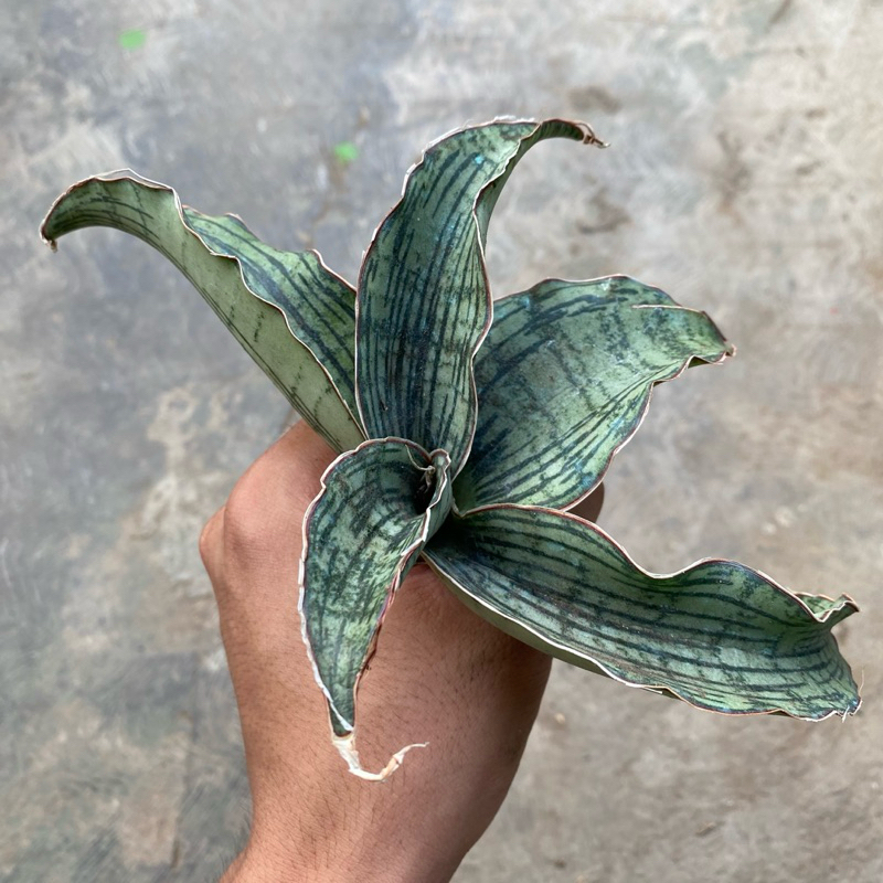 Sansevieria Cleopatra