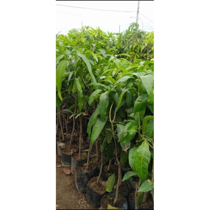 

Mangga Arumanis langsung petani