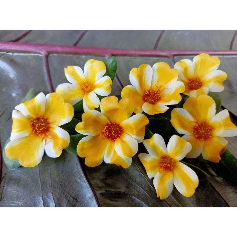 Duna Gold's Eoub V2 - Bunga Krokot Jenis Impot