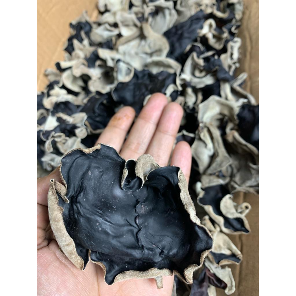 

JAMUR KUPING KERING GRADE A JAMUR KUPING HITAM