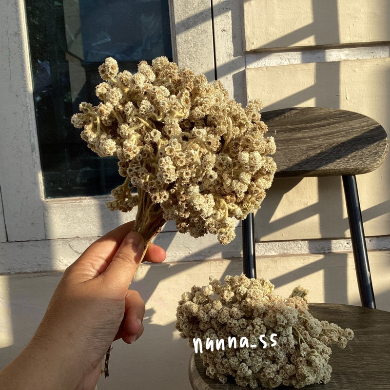 NATURAL EDELWEIS ASLI KERING BUDIDAYA