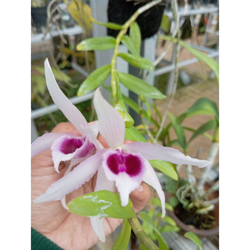 Den Anosmum Gigantea Semi Alba