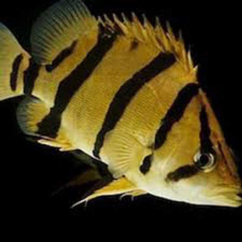 Stiker datz 4 bar 2-4 cm