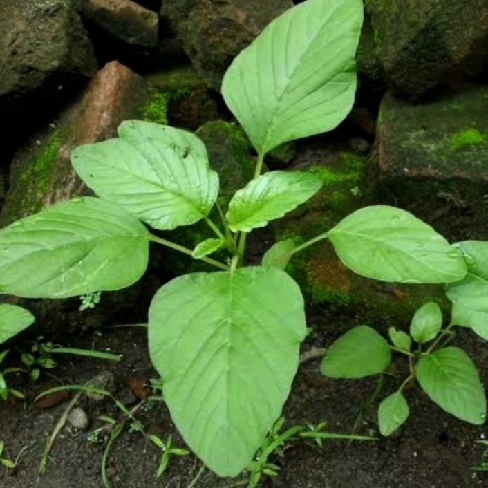 20 Butir bibit/Biji Benih Bayam raja/bayam Petik bayam daun lebar jumbo