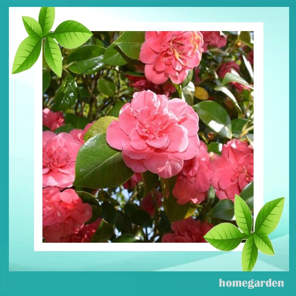 Benih Bunga Camelia 30 Pcs Bibit Bunga Camelia Pink Bibit Bunga Camelia Berkualitas