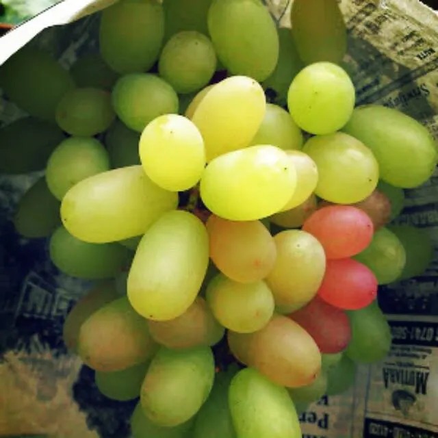 Bibit Anggur Beijigan Import STEK Unggulan