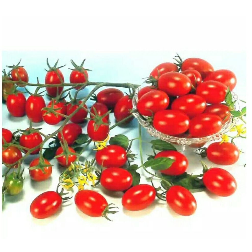 BENIH TOMAT TROPICAL RUBY biji bibit tomat cherry tomat merah mini
