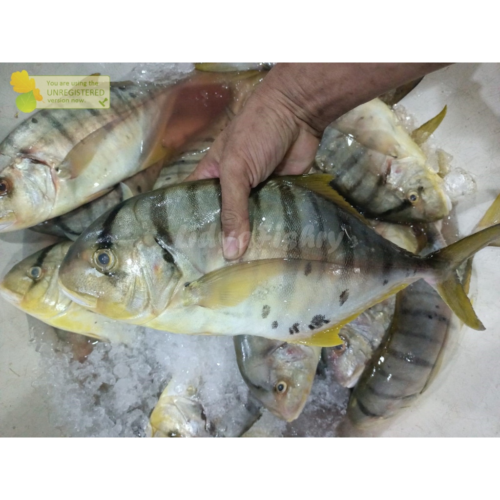 

Ikan Kuwe Segar Ikan Kuwe Manggali Ikan Kue 1Kg