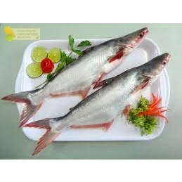 

Ikan Patin Segar Ikan Patin 1Kg