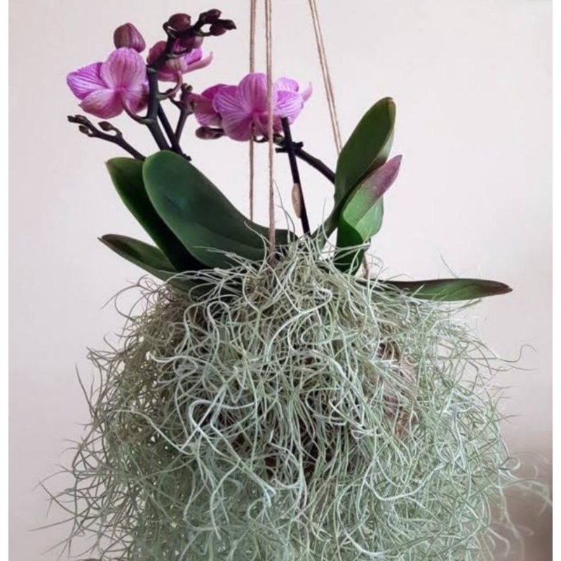 Jenggot Musa (spanish moss)