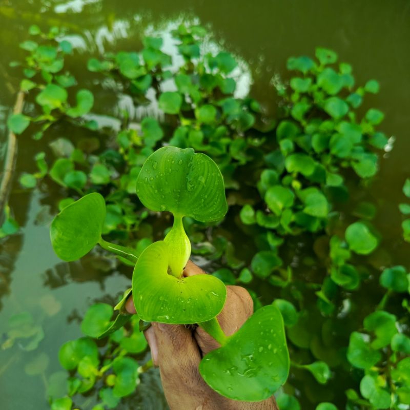 eceng gondok, eceng gondok alami, eceng gondok tanaman air