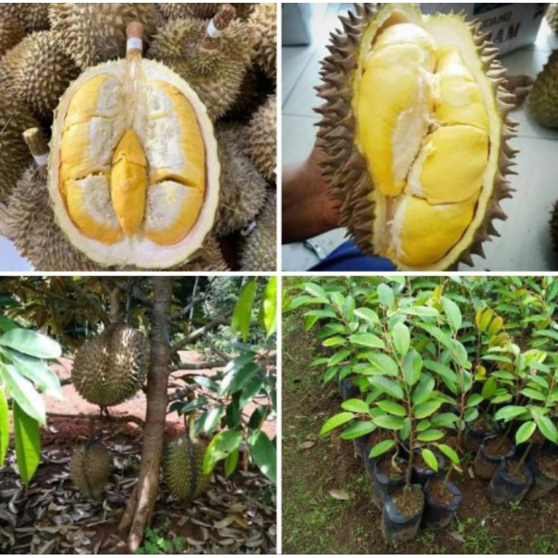 bibit durian super tembaga