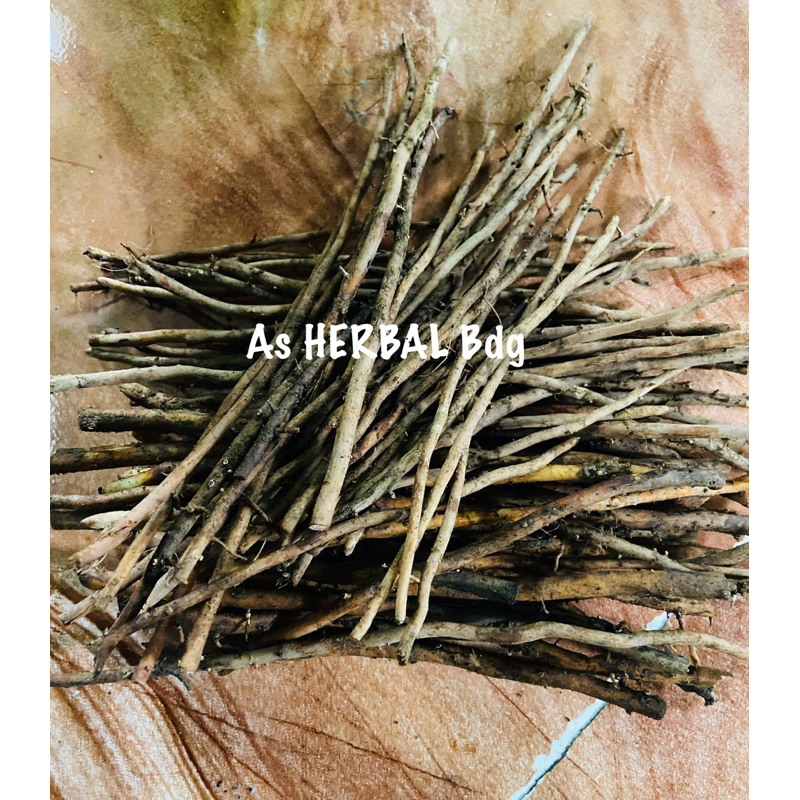 

Akar pohon salak segar fresh / akar salak asli-az