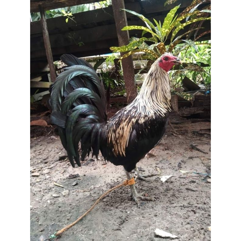 

telur ayam fertil sweter ak 40 paket 4 butir