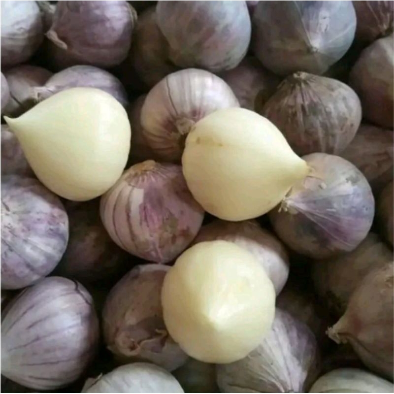 

Bawang Putih Tunggal 250gr / Bawang Lanang