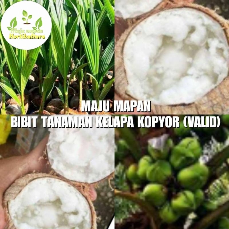 BIBIT KELAPA KOPYOR SUPER (KOPYOR GENJAH)