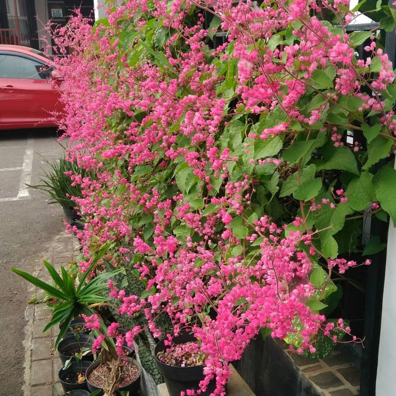 50 butir biji air mata pengantin pink(AMP pink)