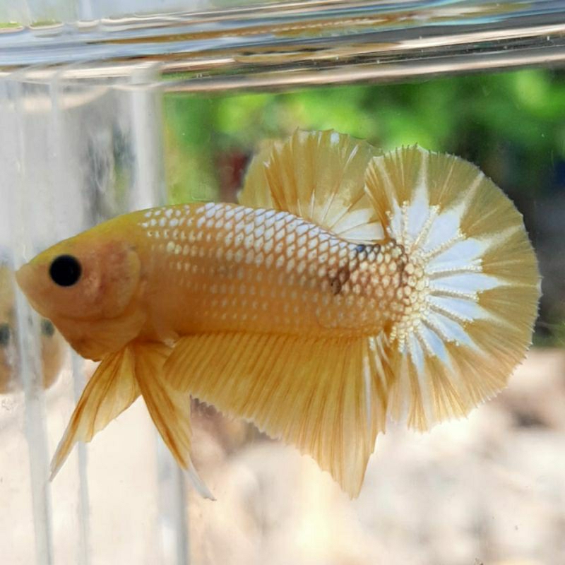 ikan cupang yello fccp