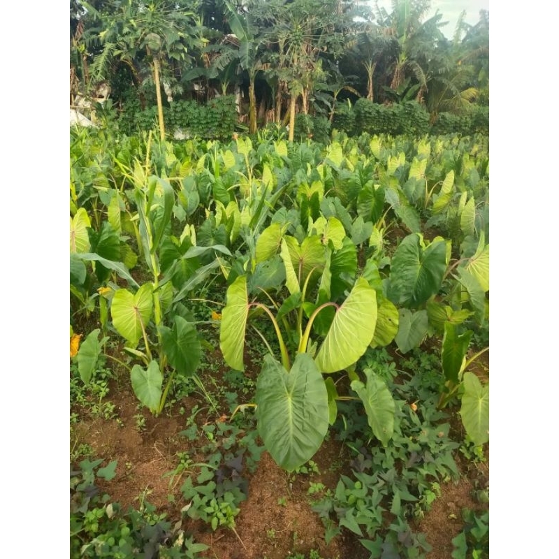 BIBIT TALAS KETAN BOGOR JUMBO ( UKURAN BESAR)