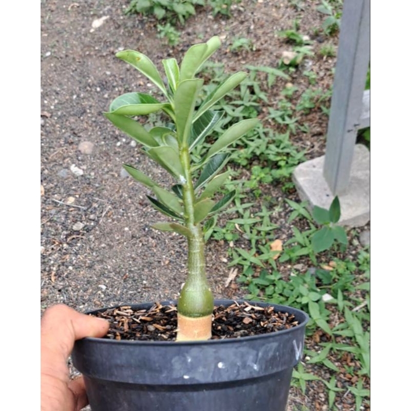 nota adenium bonggol emas